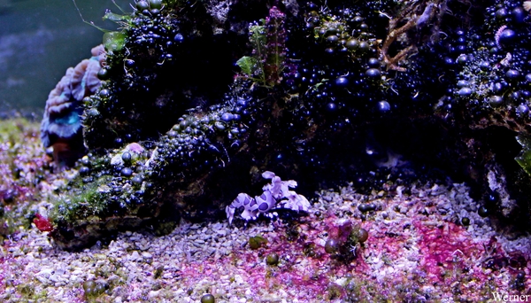 IMG_3789-12d_2025-09-18-do_vvk-Mech_2caps_Nausicaá_zeenaaktslak-