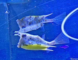 20250918_151906-S24_2025-09-18-do_vvk-Mech_2caps_Nausicaá_zwart&