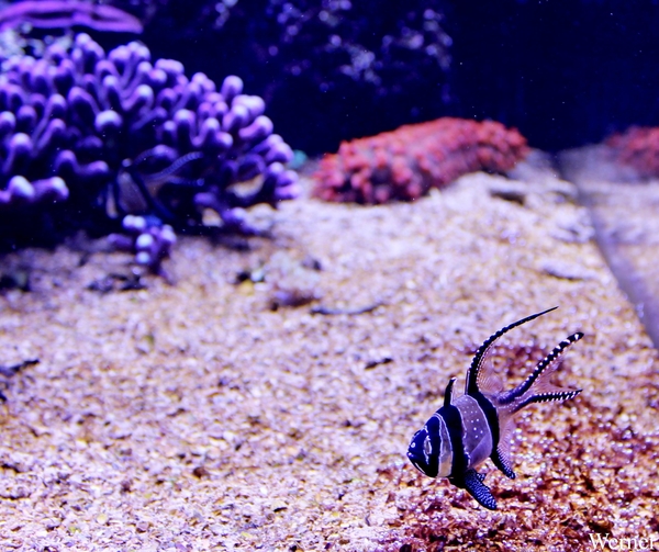 IMG_3794-12d_2025-09-18-do_vvk-Mech_2caps_Nausicaá_juweel-kardin