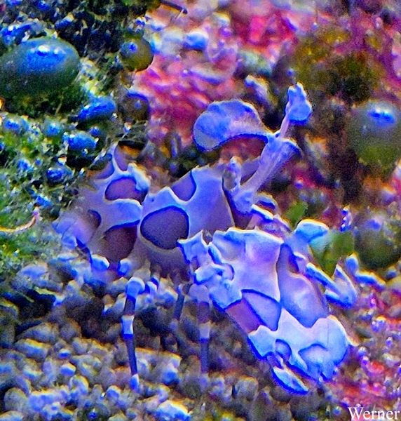 20250918_151959-S24_2025-09-18-do_vvk-Mech_2caps_Nausicaá_Hymeno