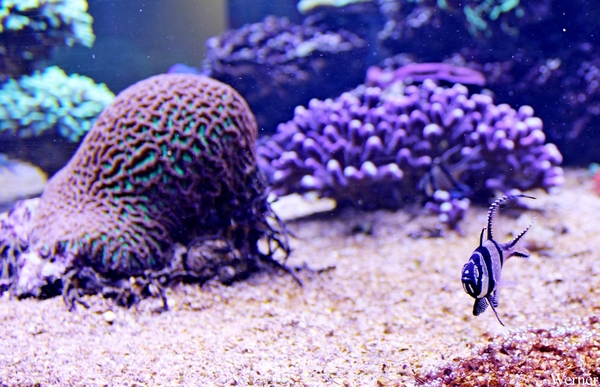 IMG_3795-12d_2025-09-18-do_vvk-Mech_2caps_Nausicaá_juweel-kardin