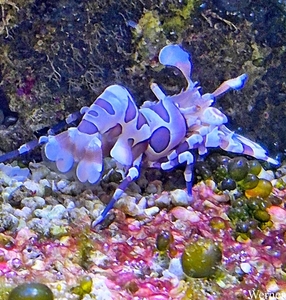 20250918_152045-S24_2025-09-18-do_vvk-Mech_2caps_Nausicaá_Hymeno