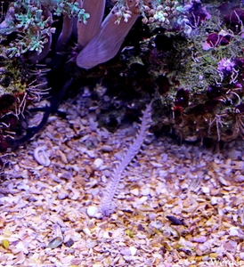 IMG_3798-12d_2025-09-18-do_vvk-Mech_2caps_Nausicaá_dorvilleidae-