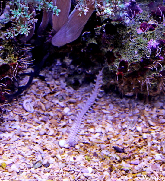 IMG_3798-12d_2025-09-18-do_vvk-Mech_2caps_Nausicaá_dorvilleidae-