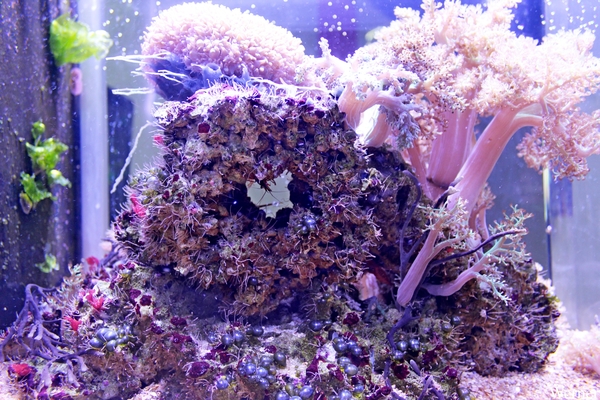 IMG_3801-12d_2025-09-18-do_vvk-Mech_2caps_Nausicaá_garnaal@koraa