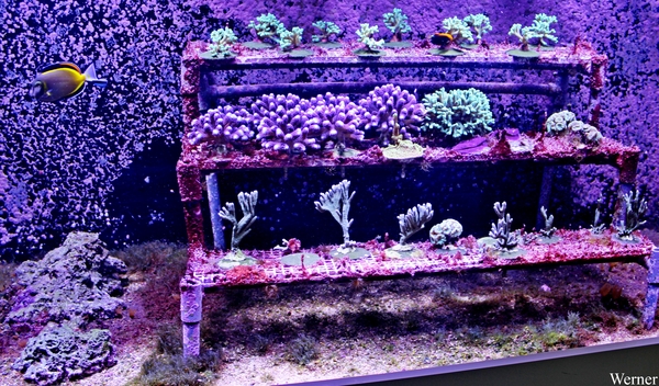 IMG_3803-12d_2025-09-18-do_vvk-Mech_2caps_Nausicaá_goudrand-dokt