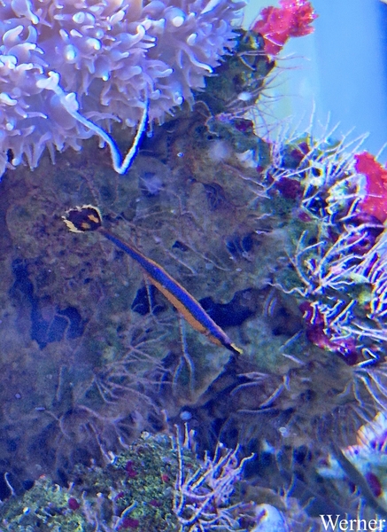 20250918_152404-S24_2025-09-18-do_vvk-Mech_2caps_Nausicaá_Pijp-v