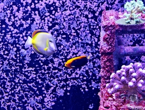 IMG_3804-12d_2025-09-18-do_vvk-Mech_2caps_Nausicaá_Gele-piramide