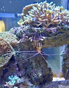 20250918_152533-S24_2025-09-18-do_vvk-Mech_2caps_Nausicaá_brune-