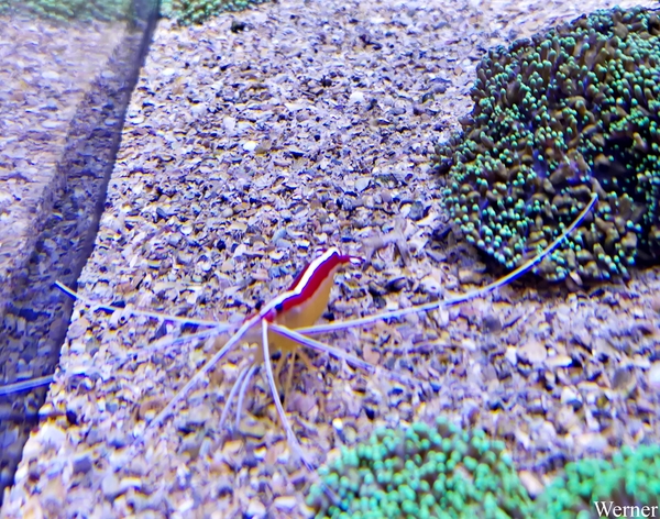 20250918_152537-S24_2025-09-18-do_vvk-Mech_2caps_Nausicaá_langsg