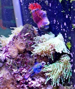 IMG_3808-12d_2025-09-18-do_vvk-Mech_2caps_Nausicaá_blauwe-mandar