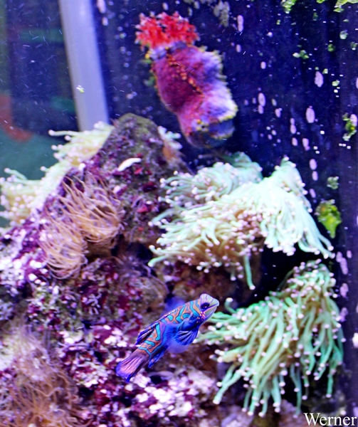 IMG_3808-12d_2025-09-18-do_vvk-Mech_2caps_Nausicaá_blauwe-mandar