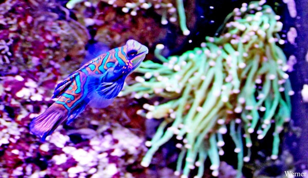 IMG_3808-12d_2025-09-18-do_vvk-Mech_2caps_Nausicaá_blauwe-mandar