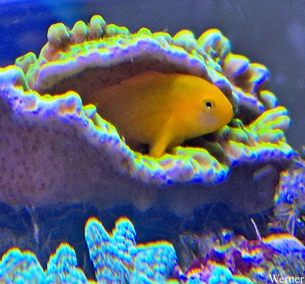 20250918_152548-S24_2025-09-18-do_vvk-Mech_2caps_Nausicaá_gele-h