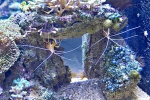 20250918_152611-S24_2025-09-18-do_vvk-Mech_2caps_Nausicaá_witte-