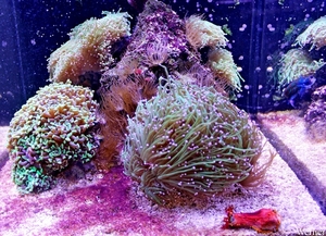 IMG_3812-12d_2025-09-18-do_vvk-Mech_2caps_Nausicaá_blauwe-mandar