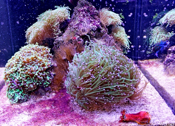 IMG_3812-12d_2025-09-18-do_vvk-Mech_2caps_Nausicaá_blauwe-mandar