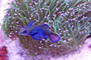 IMG_3815-12d_2025-09-18-do_vvk-Mech_2caps_Nausicaá_blauwe-mandar