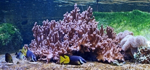 IMG_3817-12d_2025-09-18-do_vvk-Mech_2caps_Nausicaá_konijnvis-of-