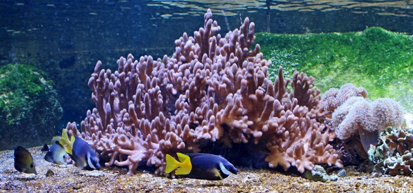 IMG_3817-12d_2025-09-18-do_vvk-Mech_2caps_Nausicaá_konijnvis-of-