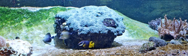 IMG_3818-12d_2025-09-18-do_vvk-Mech_2caps_Nausicaá_Picasso-dokte