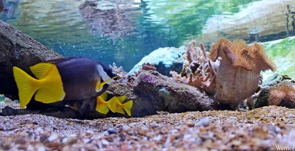 IMG_3820-12d_2025-09-18-do_vvk-Mech_2caps_Nausicaá_Siganus-uspi