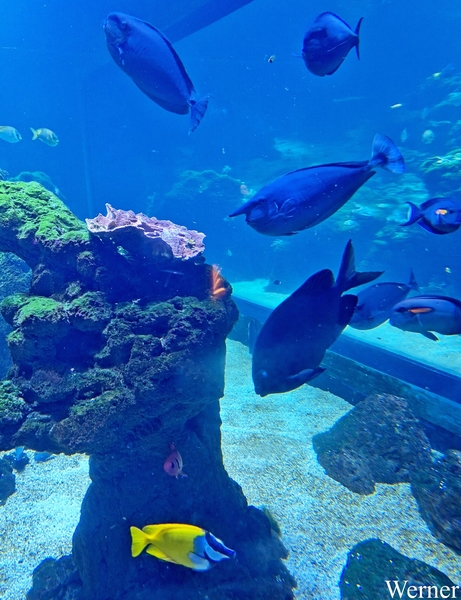 20250918_153331-S24_2025-09-18-do_vvk-Mech_2caps_Nausicaá_gele-v