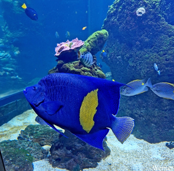 20250918_153404-S24_2025-09-18-do_vvk-Mech_2caps_Nausicaá_blauw&