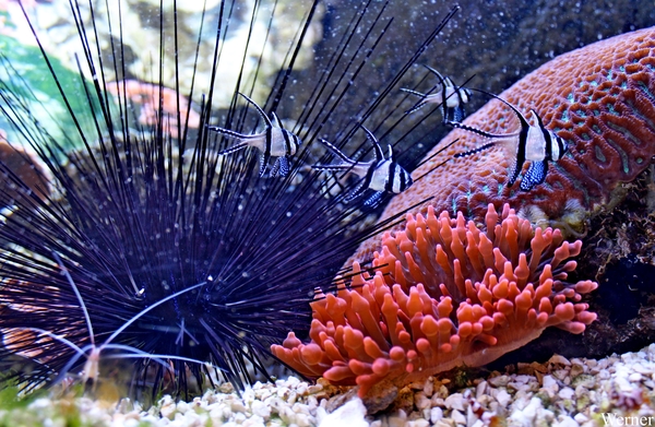 IMG_3831-12d_2025-09-18-do_vvk-Mech_2caps_Nausicaá_juweelkardina