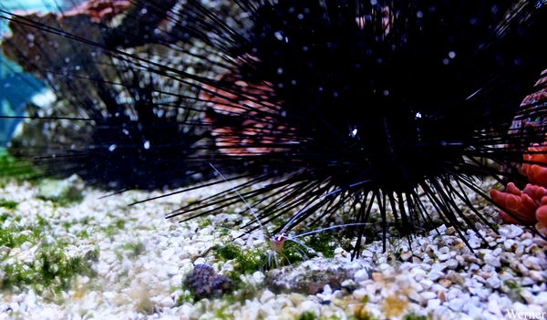 IMG_3833-12d_2025-09-18-do_vvk-Mech_2caps_Nausicaá_zwarte-stekel