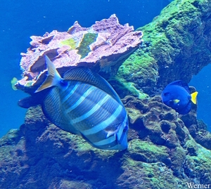 20250918_153453-S24_2025-09-18-do_vvk-Mech_2caps_Nausicaá_blauw-