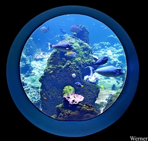 IMG_3835-12d_2025-09-18-do_vvk-Mech_2caps_Nausicaá_rond-glassss