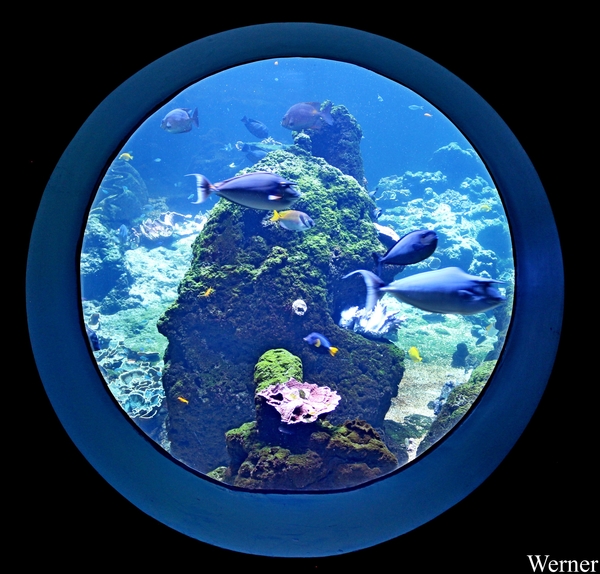 IMG_3835-12d_2025-09-18-do_vvk-Mech_2caps_Nausicaá_rond-glassss