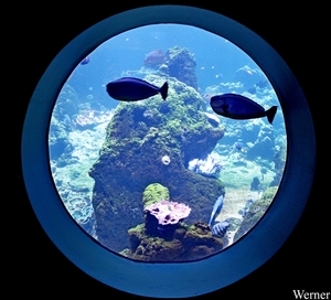 IMG_3836-12d_2025-09-18-do_vvk-Mech_2caps_Nausicaá_rond-glasss