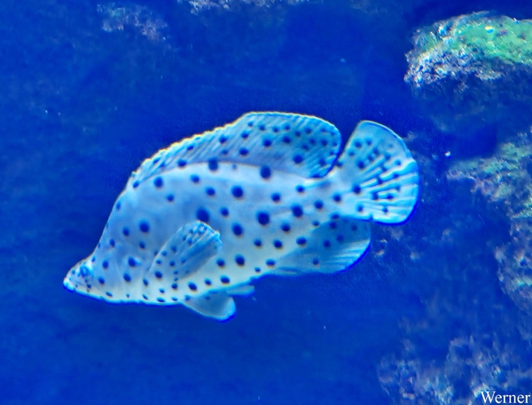 20250918_153603-S24_2025-09-18-do_vvk-Mech_2caps_Nausicaá_wit&zw