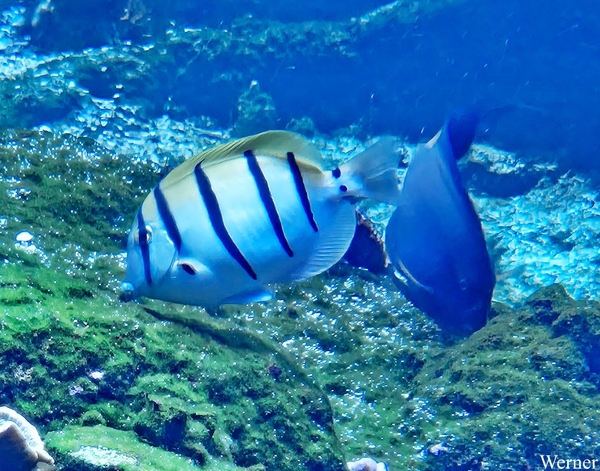 20250918_153654-S24_2025-09-18-do_vvk-Mech_2caps_Nausicaá_wit&zw