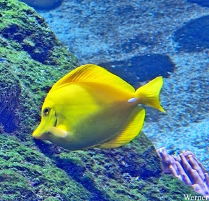 20250918_153753-S24_2025-09-18-do_vvk-Mech_2caps_Nausicaá_QQQ-vi