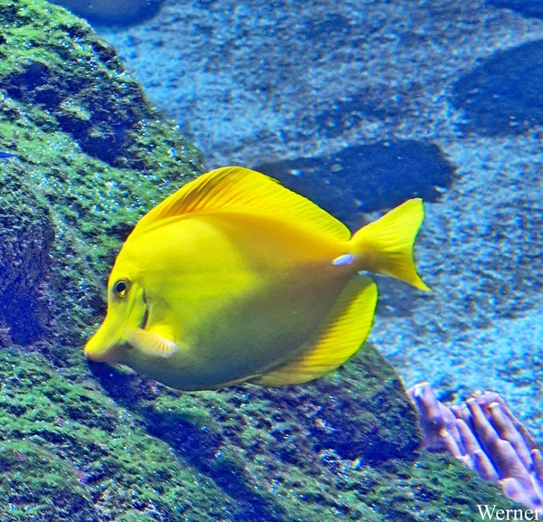 20250918_153753-S24_2025-09-18-do_vvk-Mech_2caps_Nausicaá_QQQ-vi