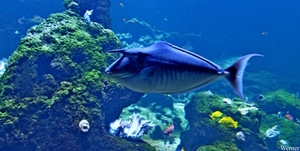 IMG_3845-12d_2025-09-18-do_vvk-Mech_2caps_Nausicaá_eenhoornvis