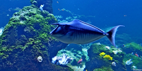 IMG_3845-12d_2025-09-18-do_vvk-Mech_2caps_Nausicaá_eenhoornvis