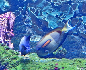 20250918_153820-S24_2025-09-18-do_vvk-Mech_2caps_Nausicaá_Orange