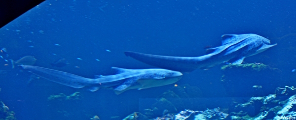 IMG_3847-12d_2025-09-18-do_vvk-Mech_2caps_Nausicaá_zebrahaai