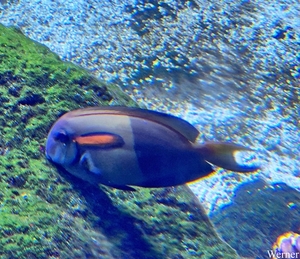 20250918_153853-S24_2025-09-18-do_vvk-Mech_2caps_Nausicaá_Orange