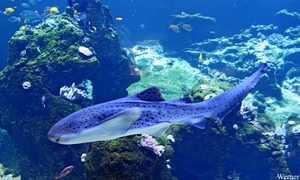 IMG_3852-12d_2025-09-18-do_vvk-Mech_2caps_Nausicaá_zebrahaai