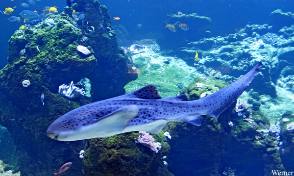 IMG_3852-12d_2025-09-18-do_vvk-Mech_2caps_Nausicaá_zebrahaai