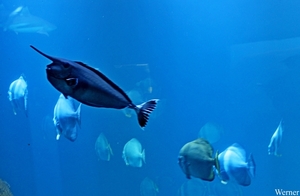 IMG_3853-12d_2025-09-18-do_vvk-Mech_2caps_Nausicaá_eenhoornvis