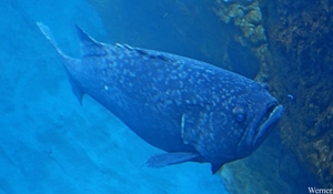 IMG_3854-12d_2025-09-18-do_vvk-Mech_2caps_Nausicaá_Goliath-tandb