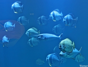 IMG_3855-12d_2025-09-18-do_vvk-Mech_2caps_Nausicaá_eenhoornvis&