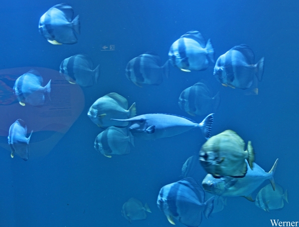 IMG_3855-12d_2025-09-18-do_vvk-Mech_2caps_Nausicaá_eenhoornvis&