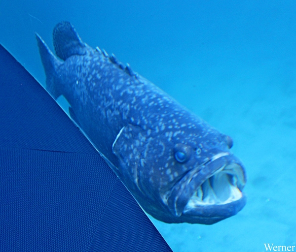 IMG_3857-12d_2025-09-18-do_vvk-Mech_2caps_Nausicaá_Goliath-tandb